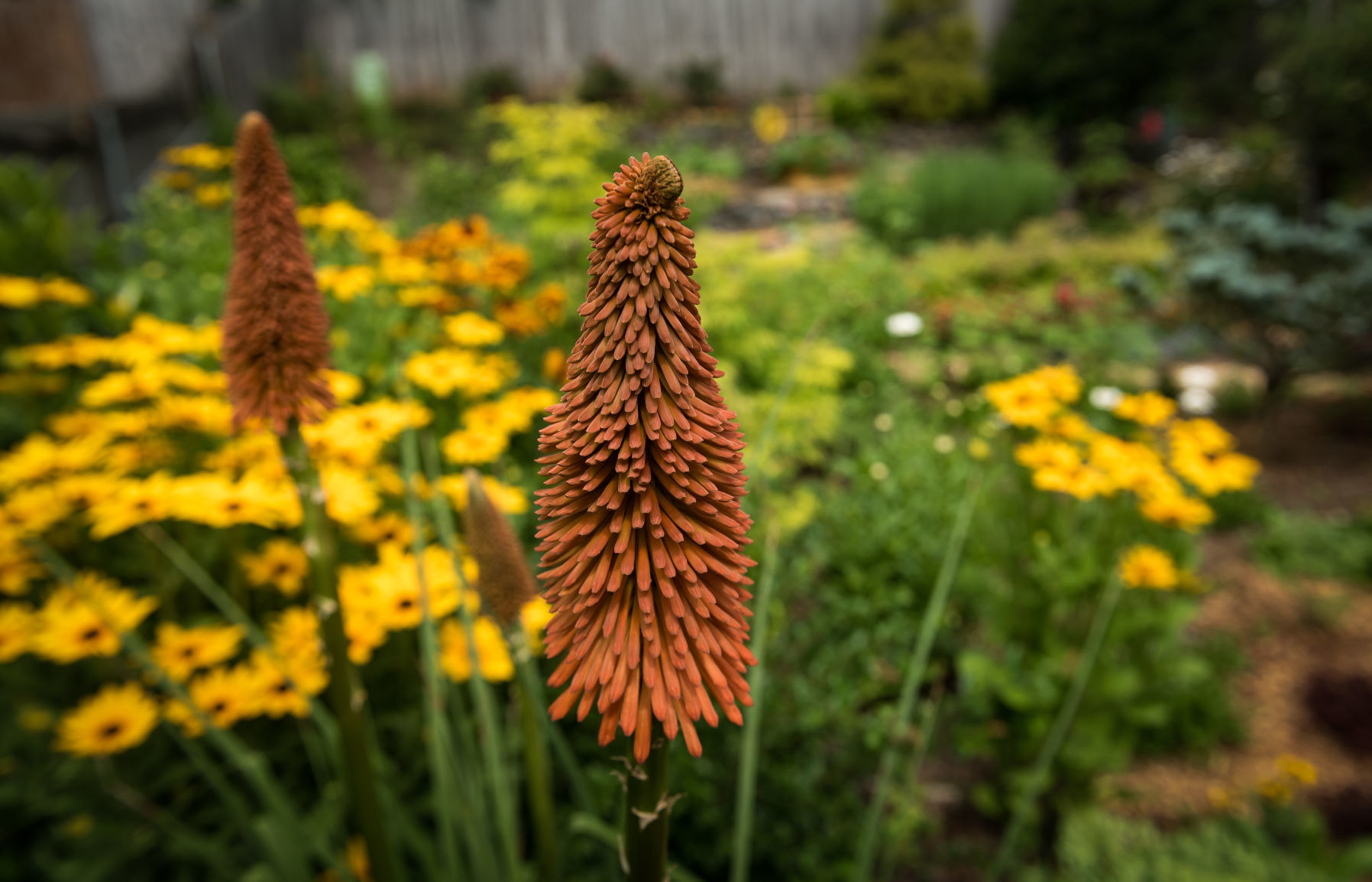 Lisa Swarthout's Garden